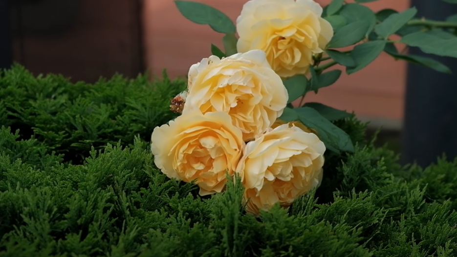 https://nizhnekamsk.mslandshaft.ru/storage/app/uploads/public/642/bc0/41c/642bc041ccf9f862375105.png